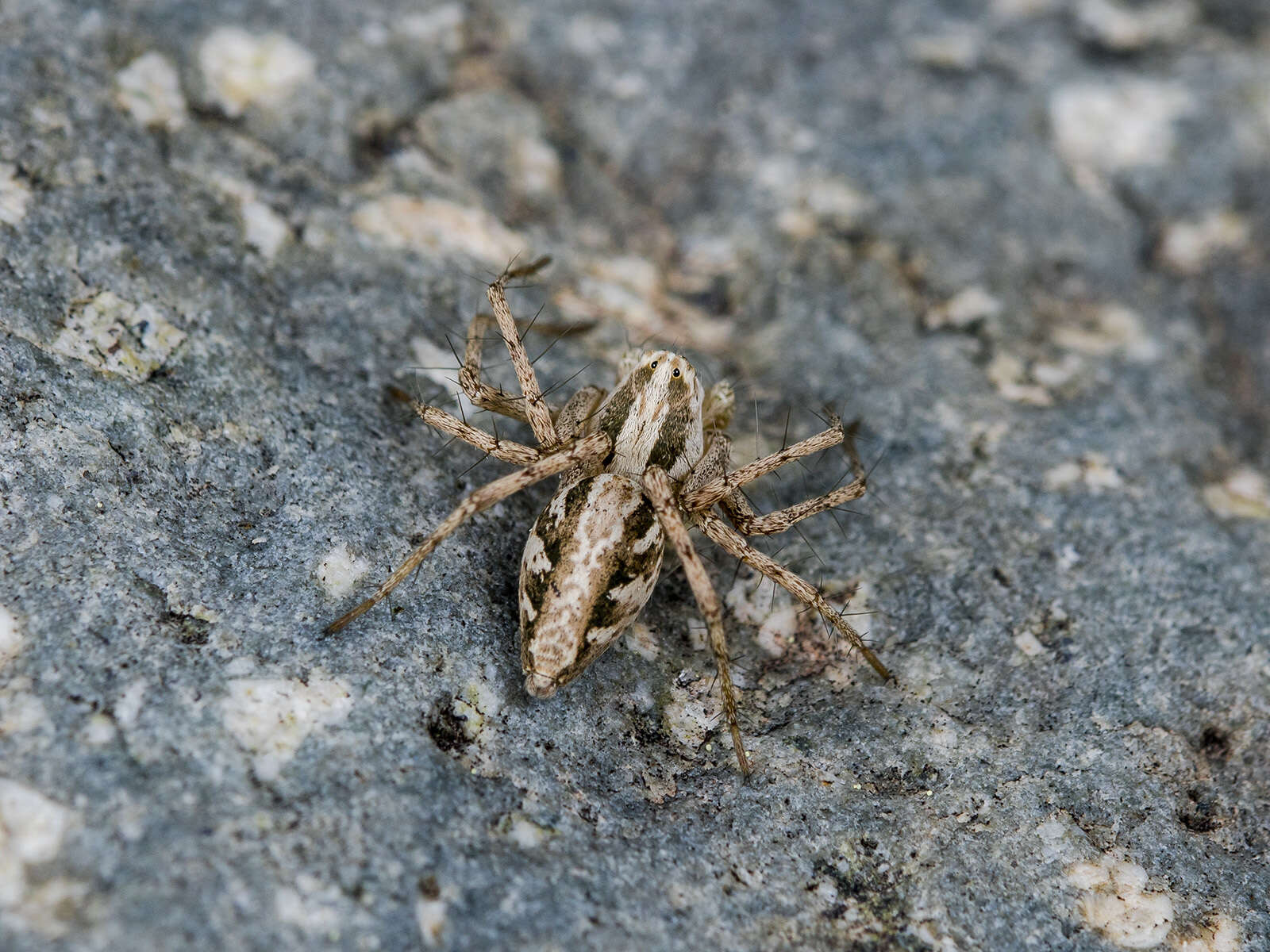 Image of Oxyopes globifer Simon 1876