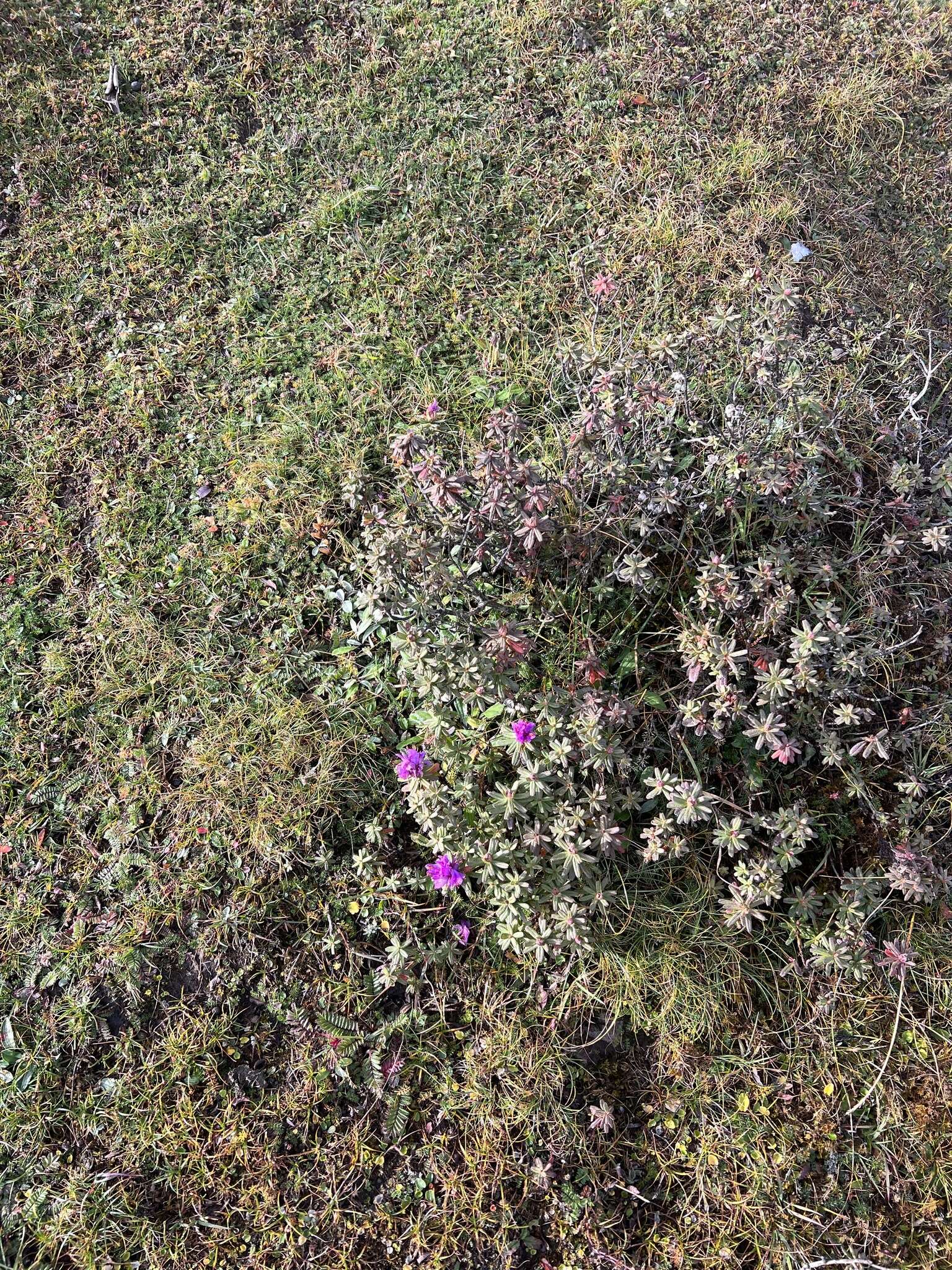 Image of Rhododendron setosum D. Don