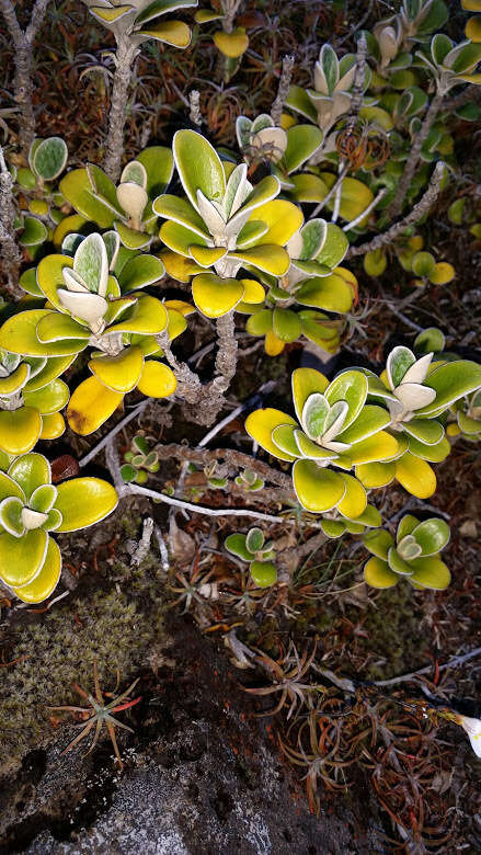 Image of <i>Brachyglottis <i>bidwillii</i></i> var. bidwillii