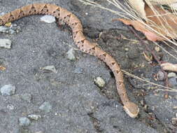 Plancia ëd Bothrops asper (Garman 1883)