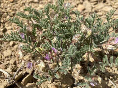 Plancia ëd Astragalus pubentissimus Torr. & A. Gray