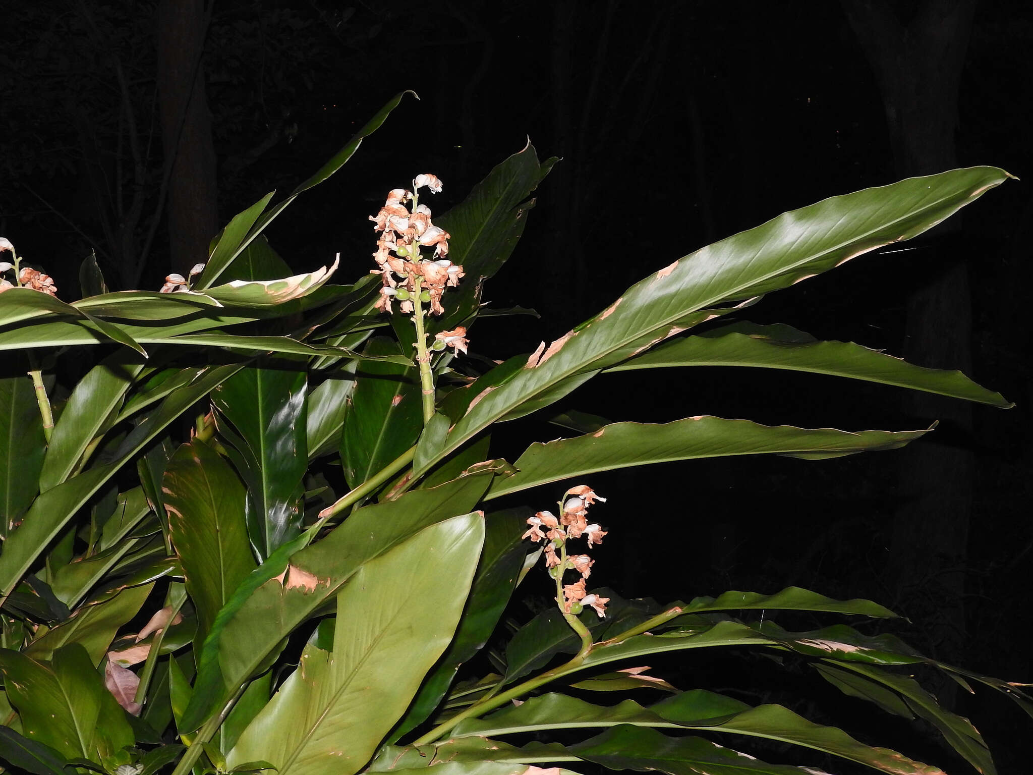 Image of Alpinia hainanensis K. Schum.