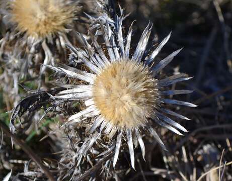 Слика од Carlina acaulis subsp. caulescens (Lam.) Schübl. & G. Martens