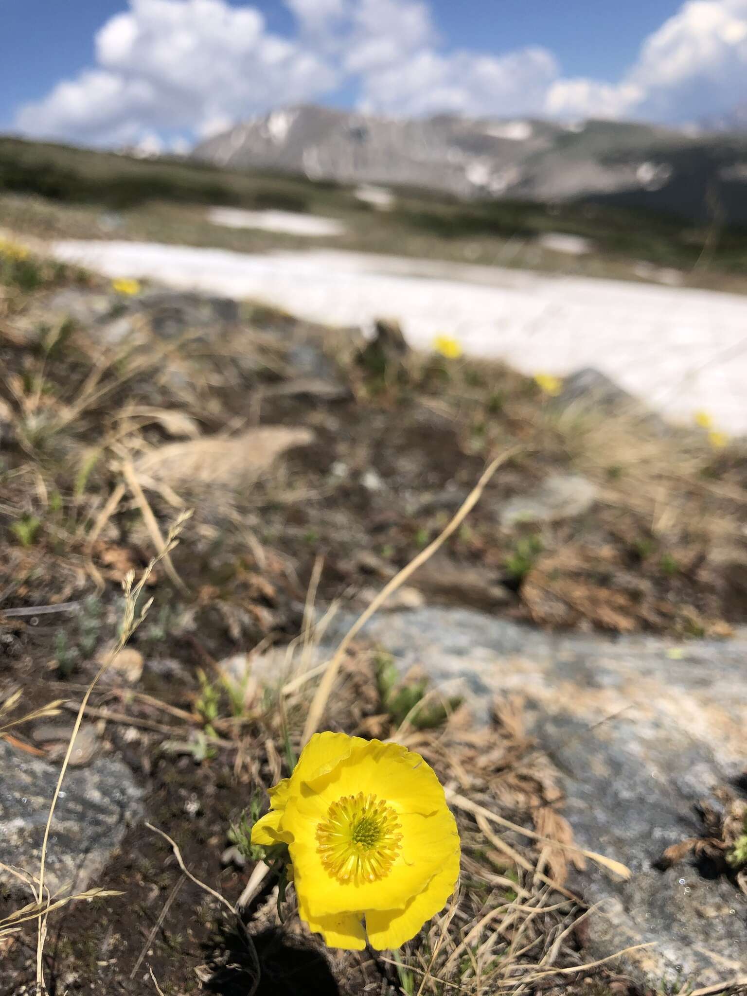 Imagem de Ranunculus adoneus A. Gray