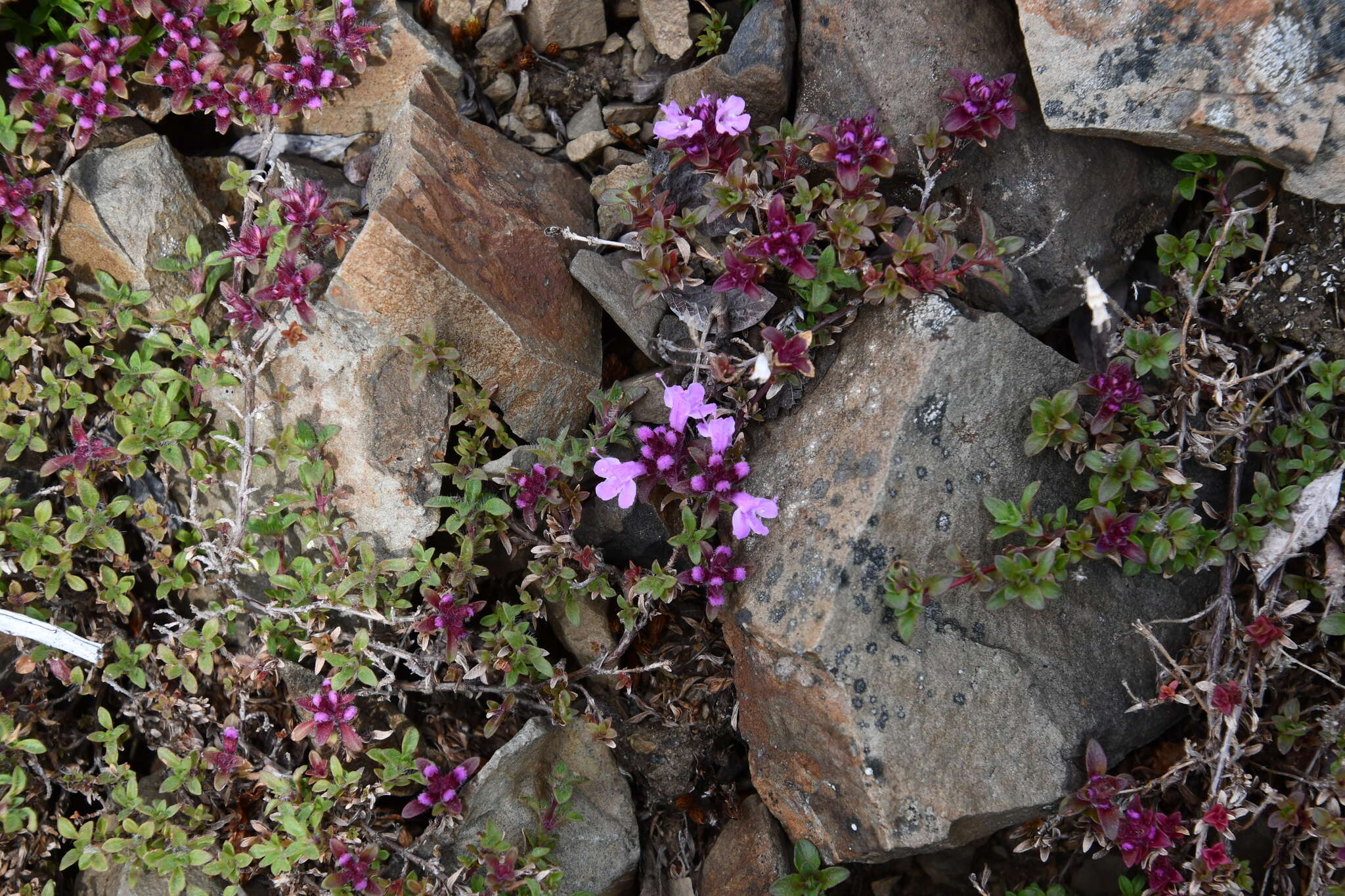 Thymus putoranicus Byczenn. & Kuvaev resmi