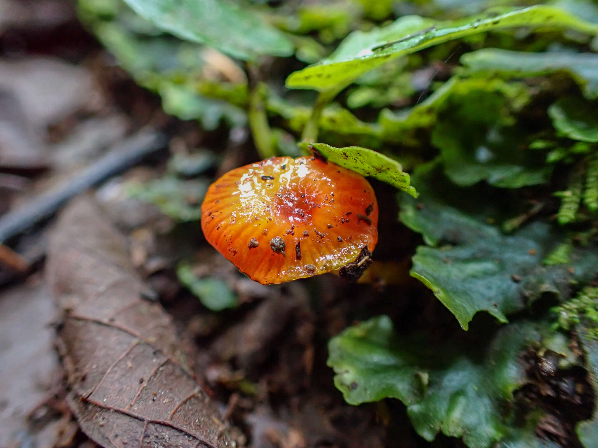 Image of Hygrocybe minutula (Peck) Murrill 1916