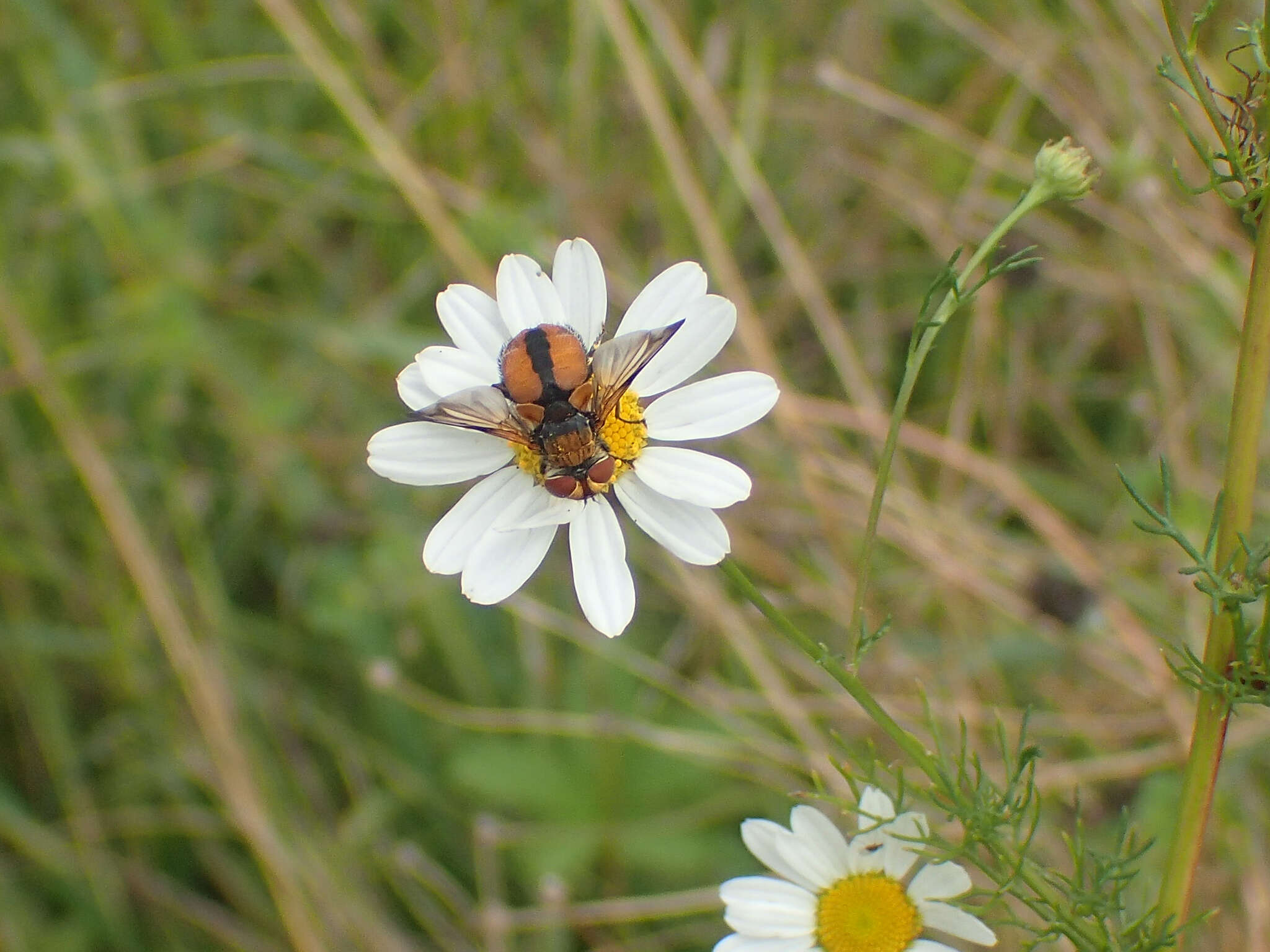 Imagem de Ectophasia crassipennis (Fabricius 1794)