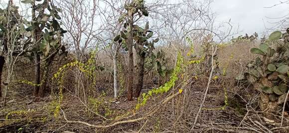 Sivun Passiflora foetida L. kuva