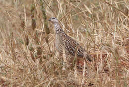 Image of Crested Francolin