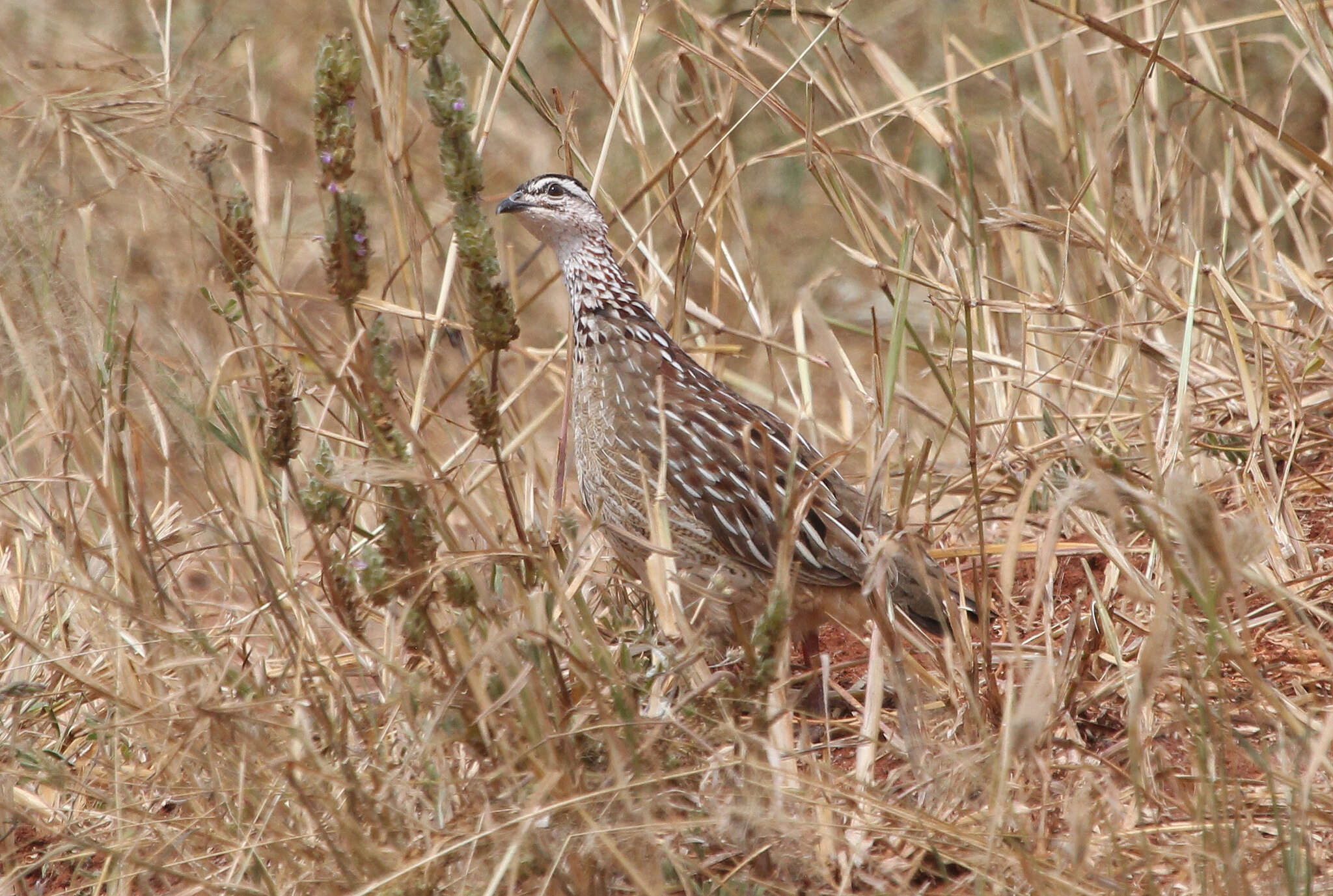 Image of Crested Francolin