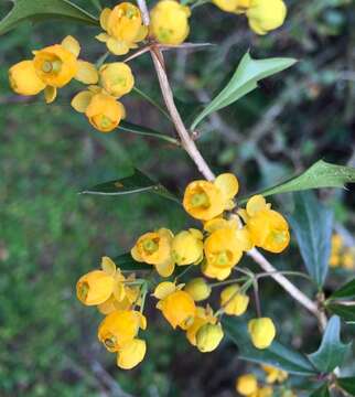 Image of Berberis ruscifolia Lam.