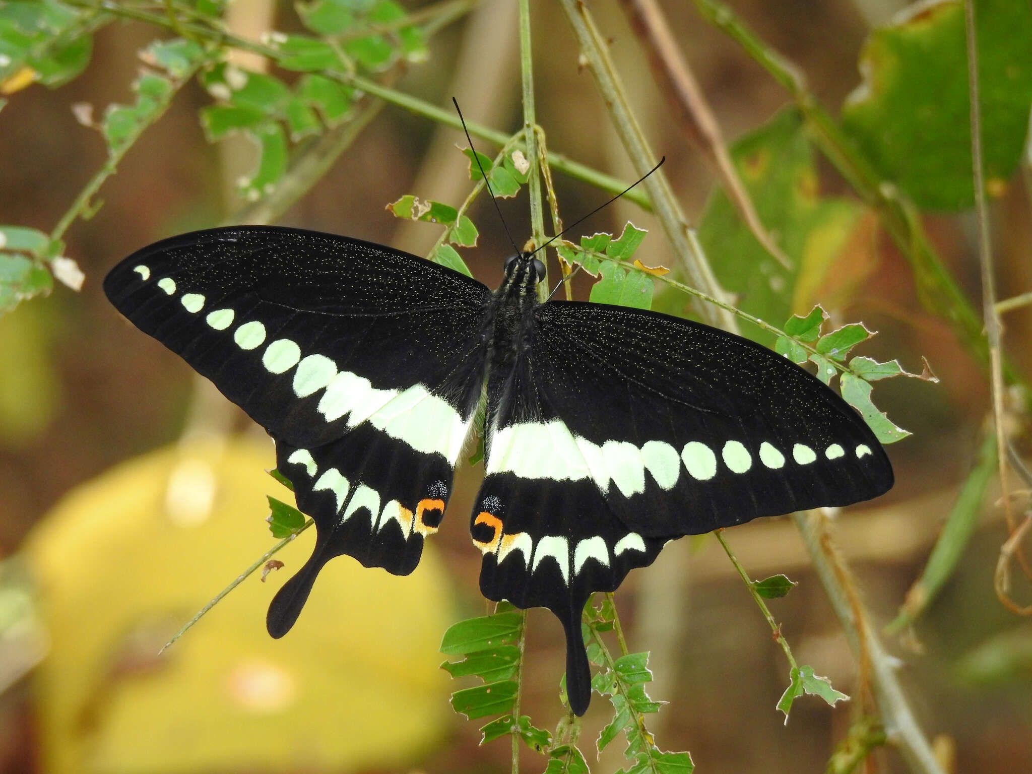 Image of Malabar Banded Swallowtail