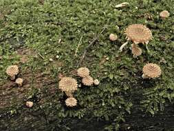 Image of Psathyrella echinata (Cleland) Grgur. 1997