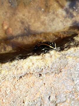 Image of Lutz's Poison Frog