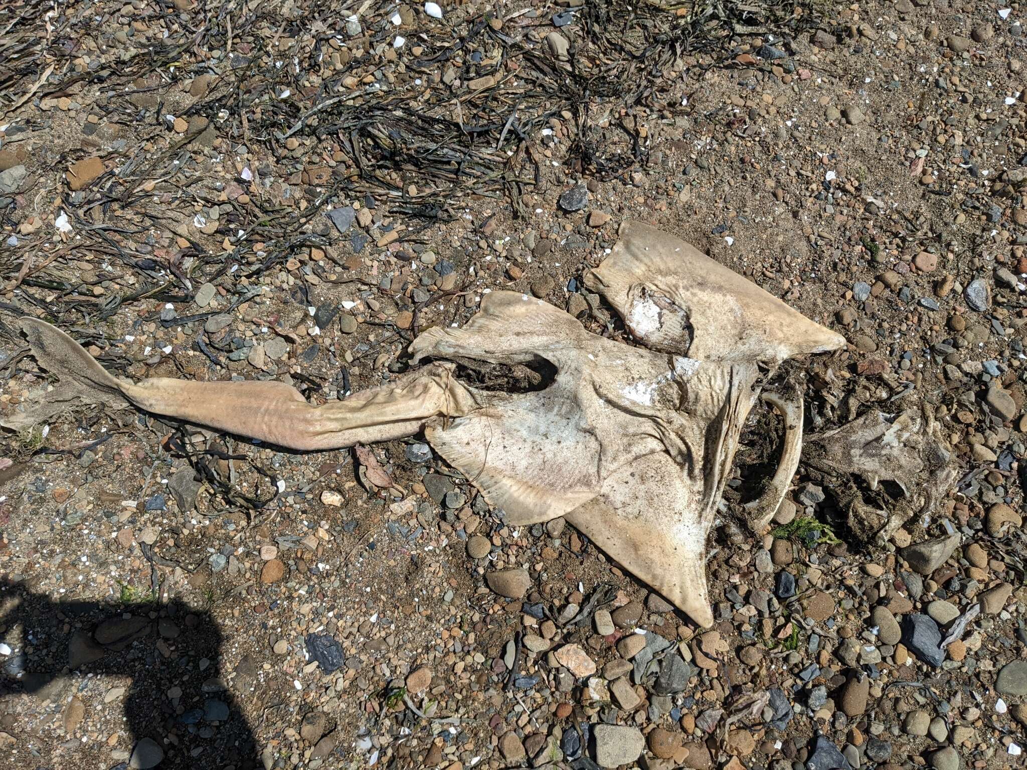 Image of Pacific Angel Shark