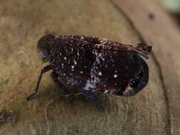 Image of Platybrachys decemmacula (Walker 1851)