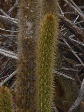 Image of snakecactus