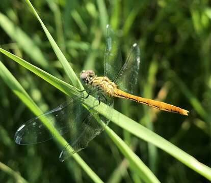 Image of Sympetrum tibiale (Ris 1897)