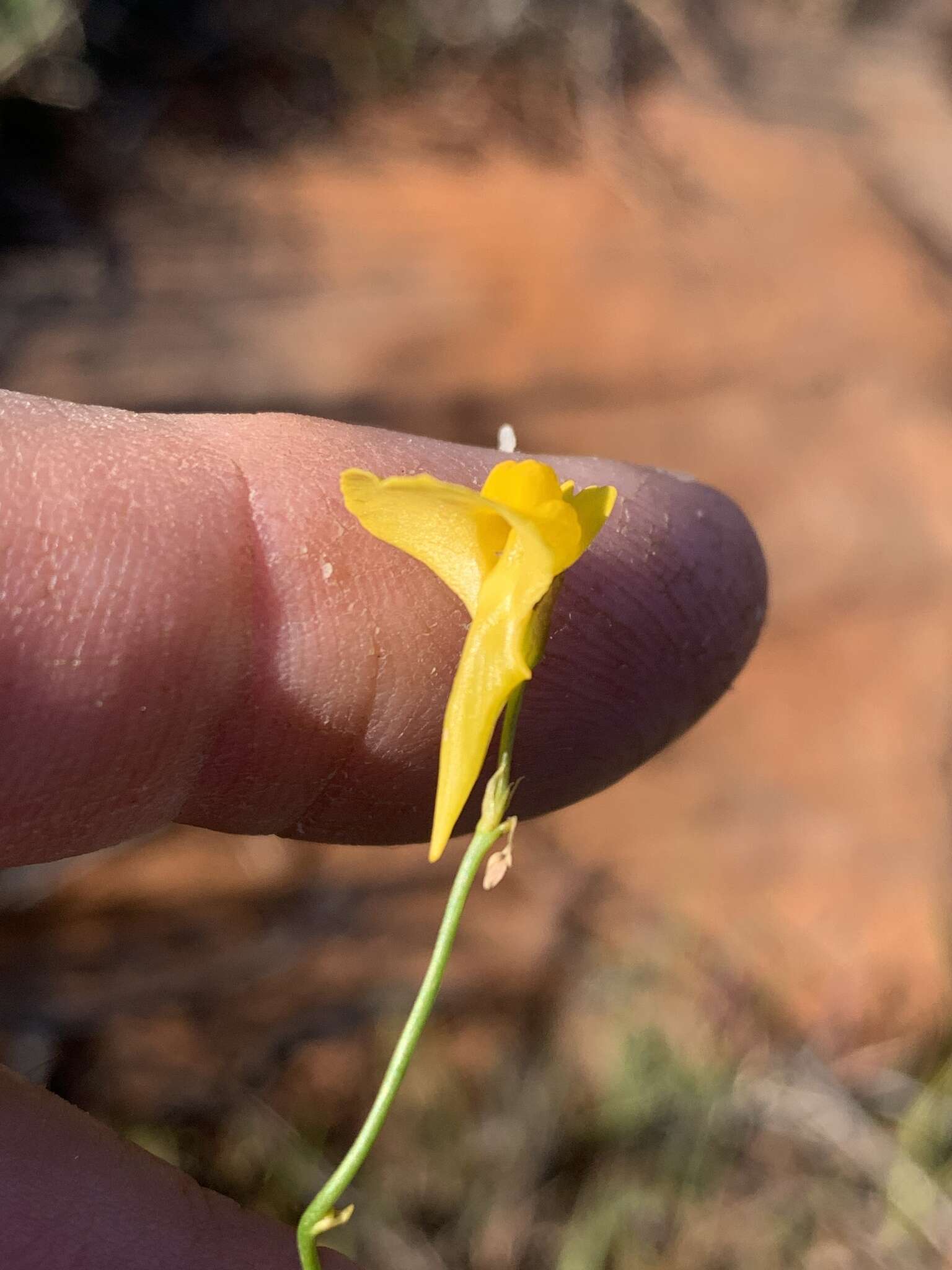 Image of Utricularia prehensilis E. Mey.