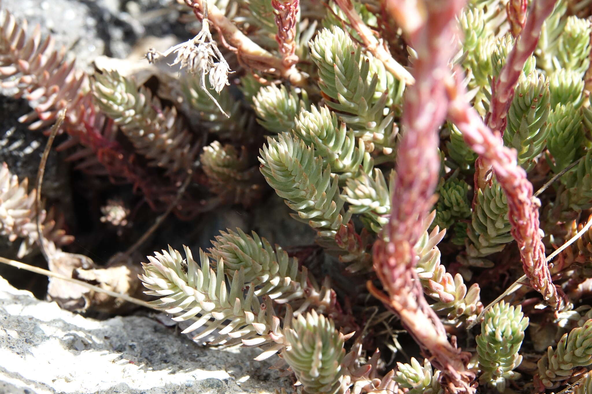 Image of Petrosedum montanum (Song. & Perr.) V. Grulich