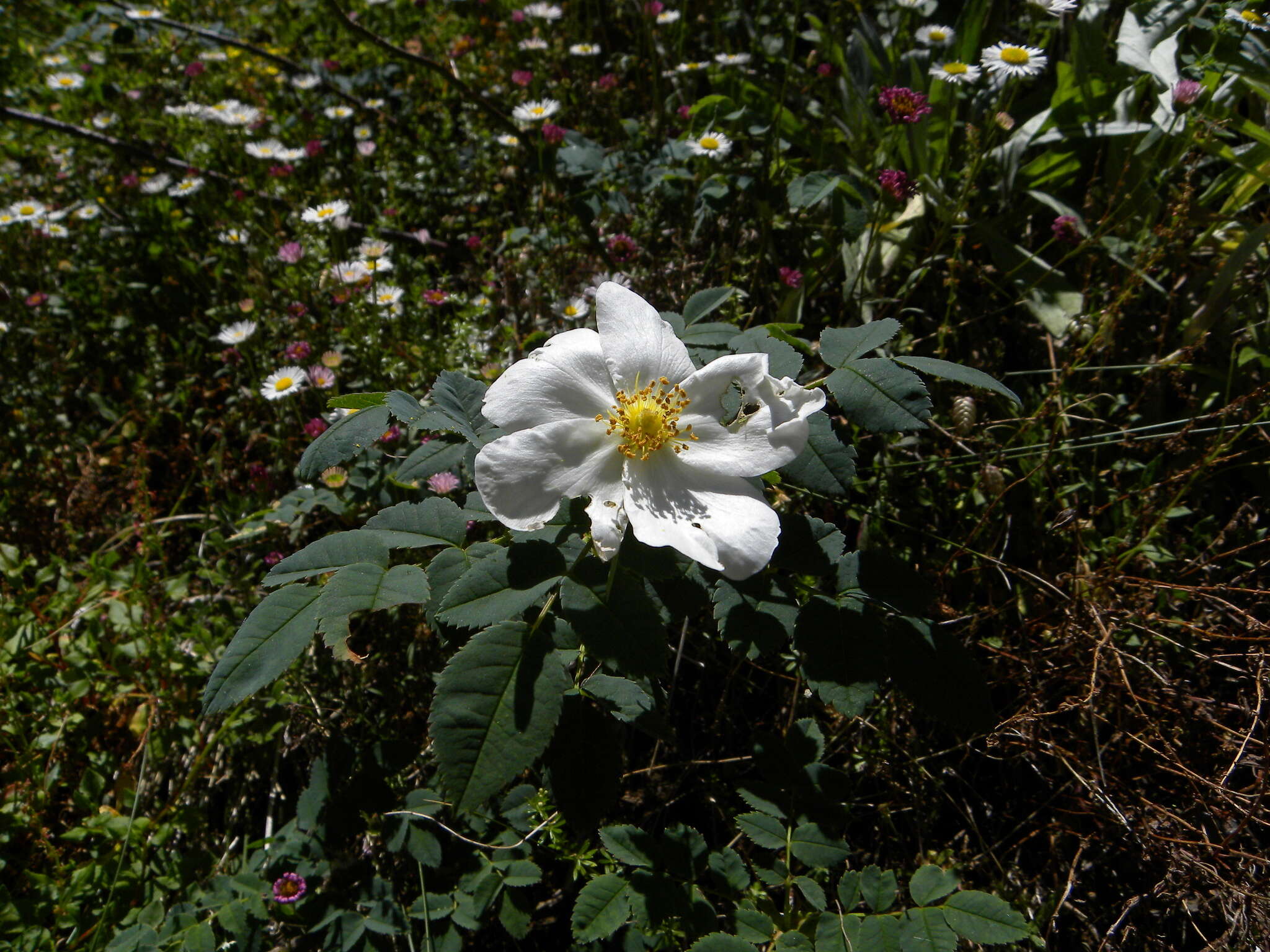 Image of dog rose