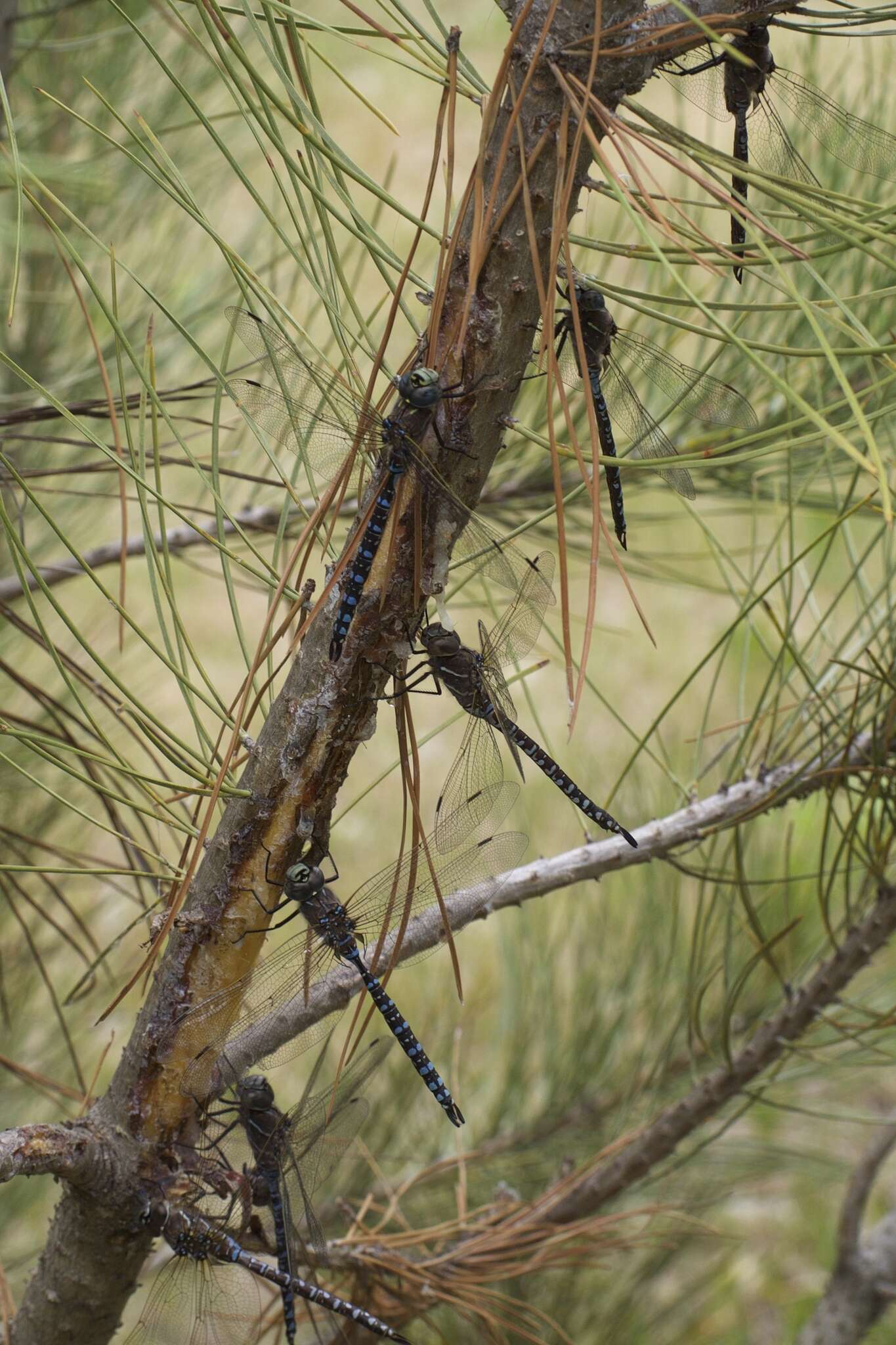 Image of Variable Darner