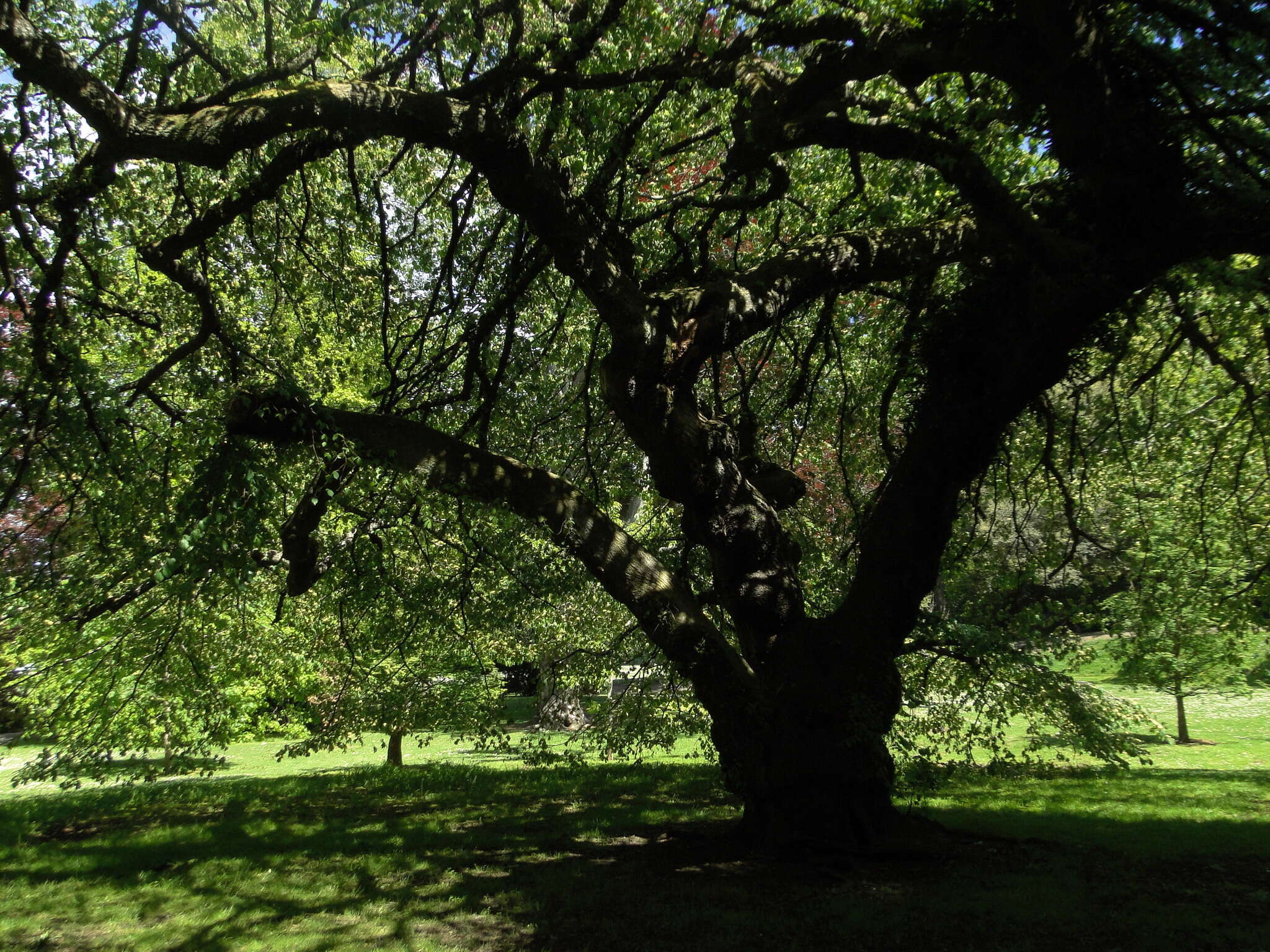 Imagem de Ulmus glabra Huds.