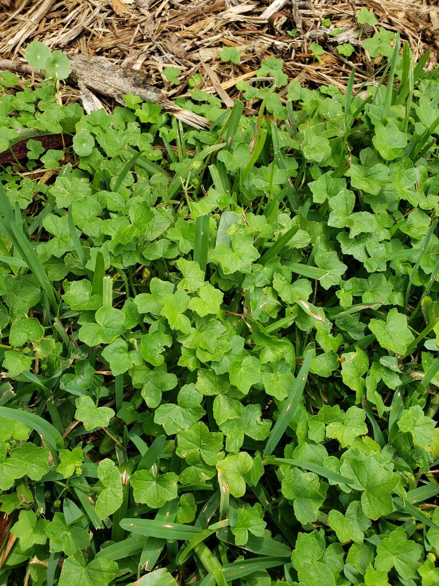 Image de Hydrocotyle bowlesioides Mathias & Constance