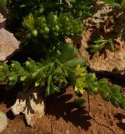 Imagem de Sedum litoreum Guss.