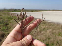 Image of Brazilian vervain