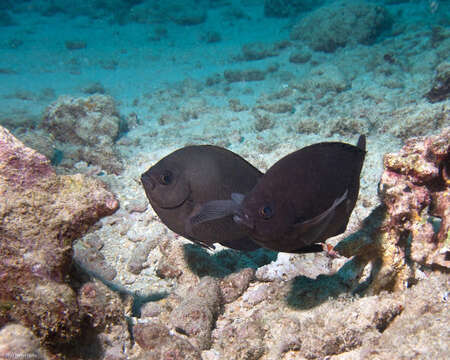 Image de Chromis verater Jordan & Metz 1912