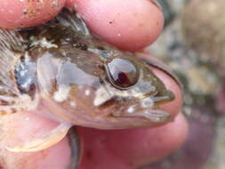 Gilloblennius tripennis (Forster 1801) resmi