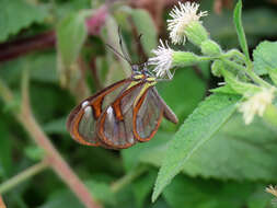 Image of Ithomia agnosia Hewitson 1854