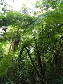 Image of Cyathea costaricensis (Mett. ex Kuhn) Domin