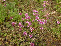 Image of Thymus markhotensis Maleev