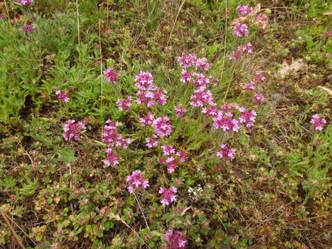 Sivun Thymus markhotensis Maleev kuva