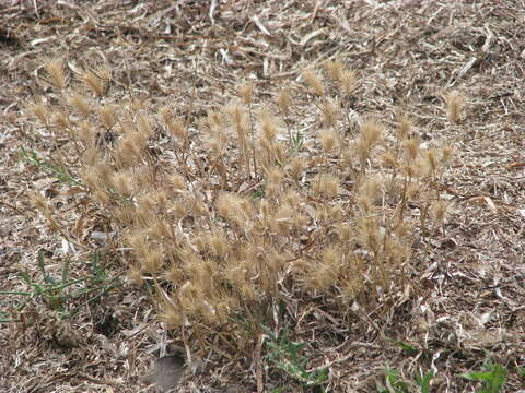 Image of Hordeum marinum subsp. gussoneanum (Parl.) Thell.