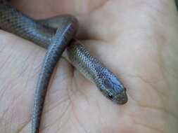 Image of Largenose Earth Snake