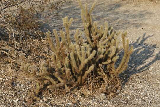 Cylindropuntia ganderi subsp. ganderi resmi