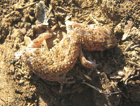 Image of Cape Thick-toed Gecko