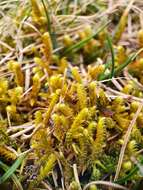 Image of Golden Tundra-moss