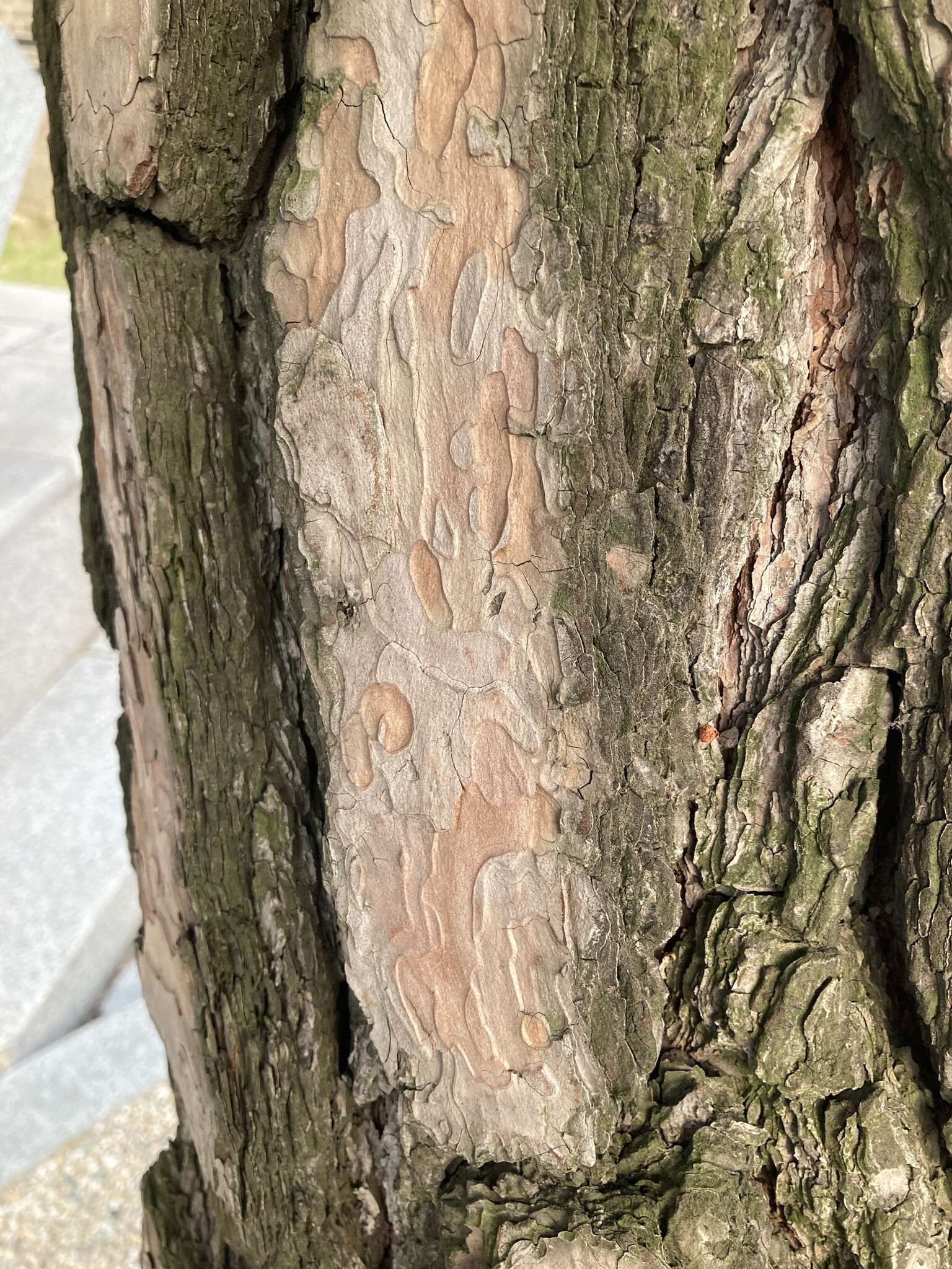 Image of Japanese Red Pine