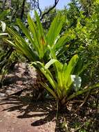 Image of Brocchinia micrantha (Baker) Mez