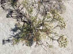 Imagem de Eriogonum leptophyllum (Torr. & Gray) Woot. & Standl.