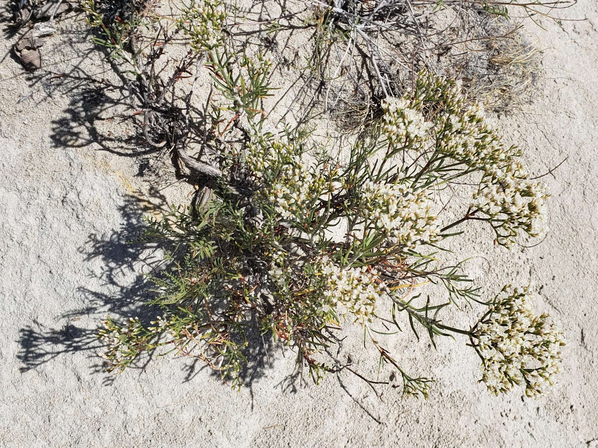 Imagem de Eriogonum leptophyllum (Torr. & Gray) Woot. & Standl.