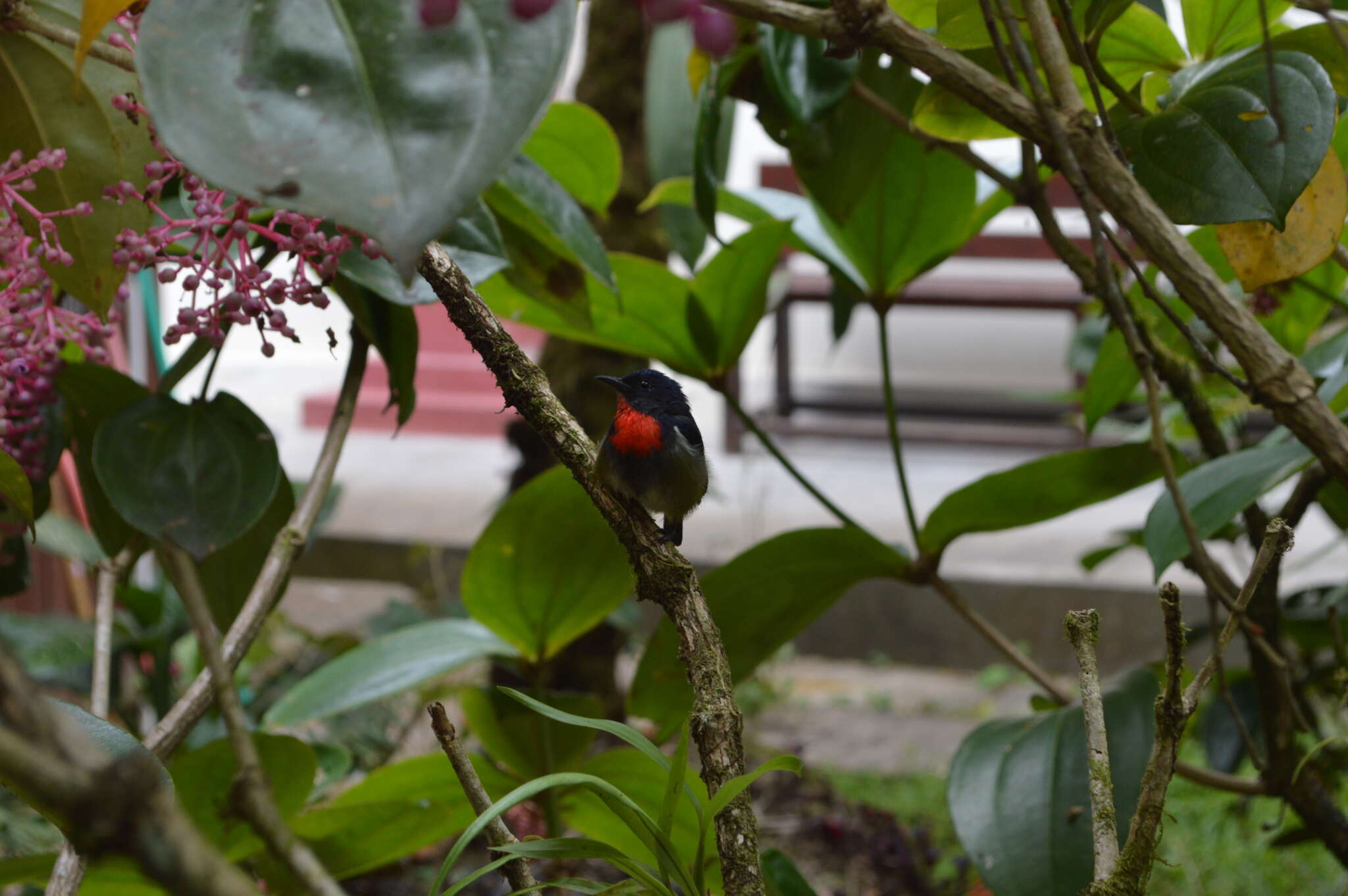 Image of Black-sided Flowerpecker