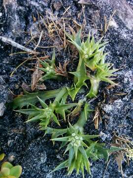 Image of Eryngium vesiculosum Labill.