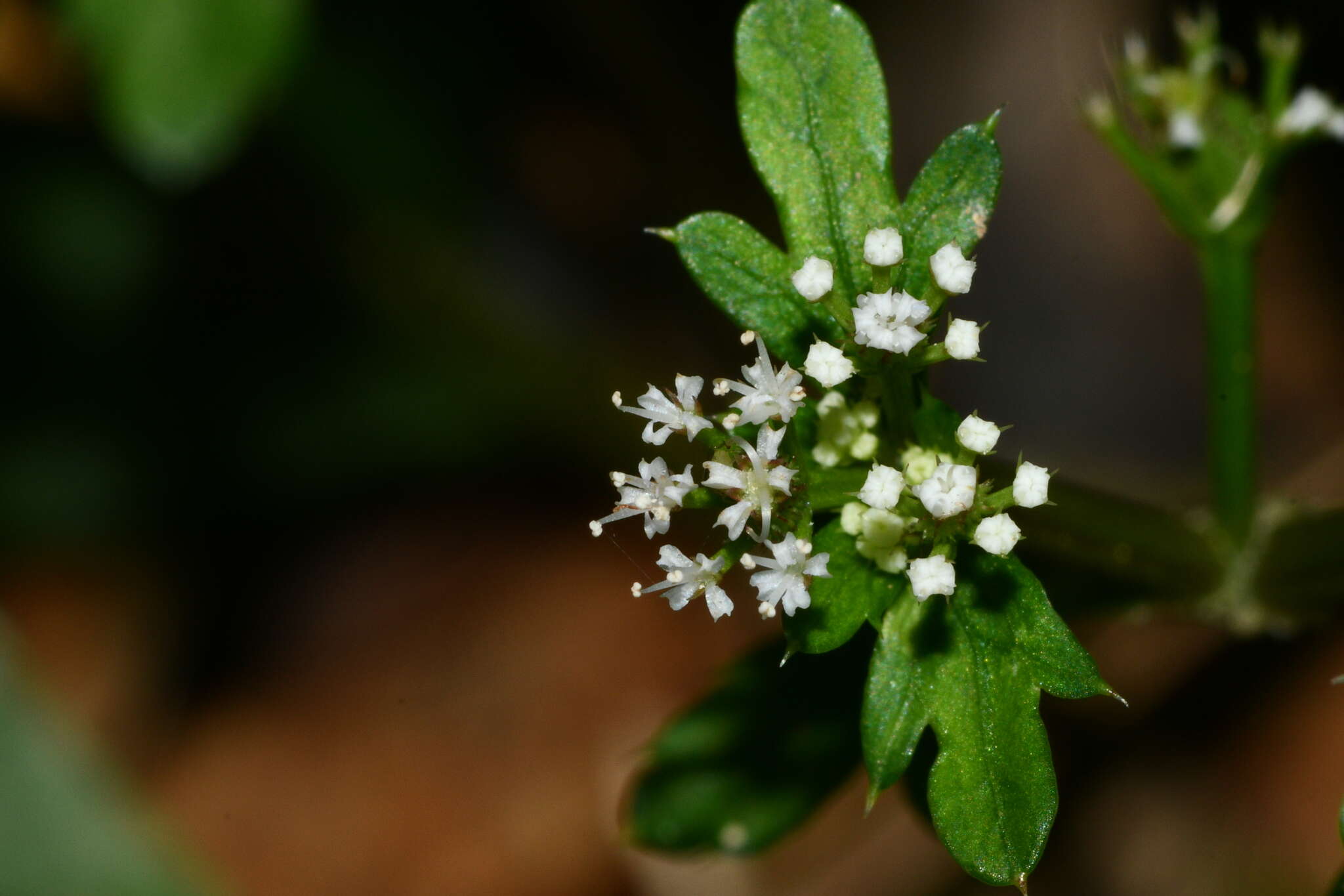 Image of Sanicula petagnioides Hayata