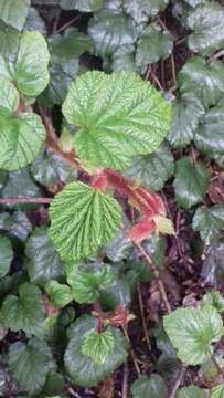 Image of Creeping Bramble