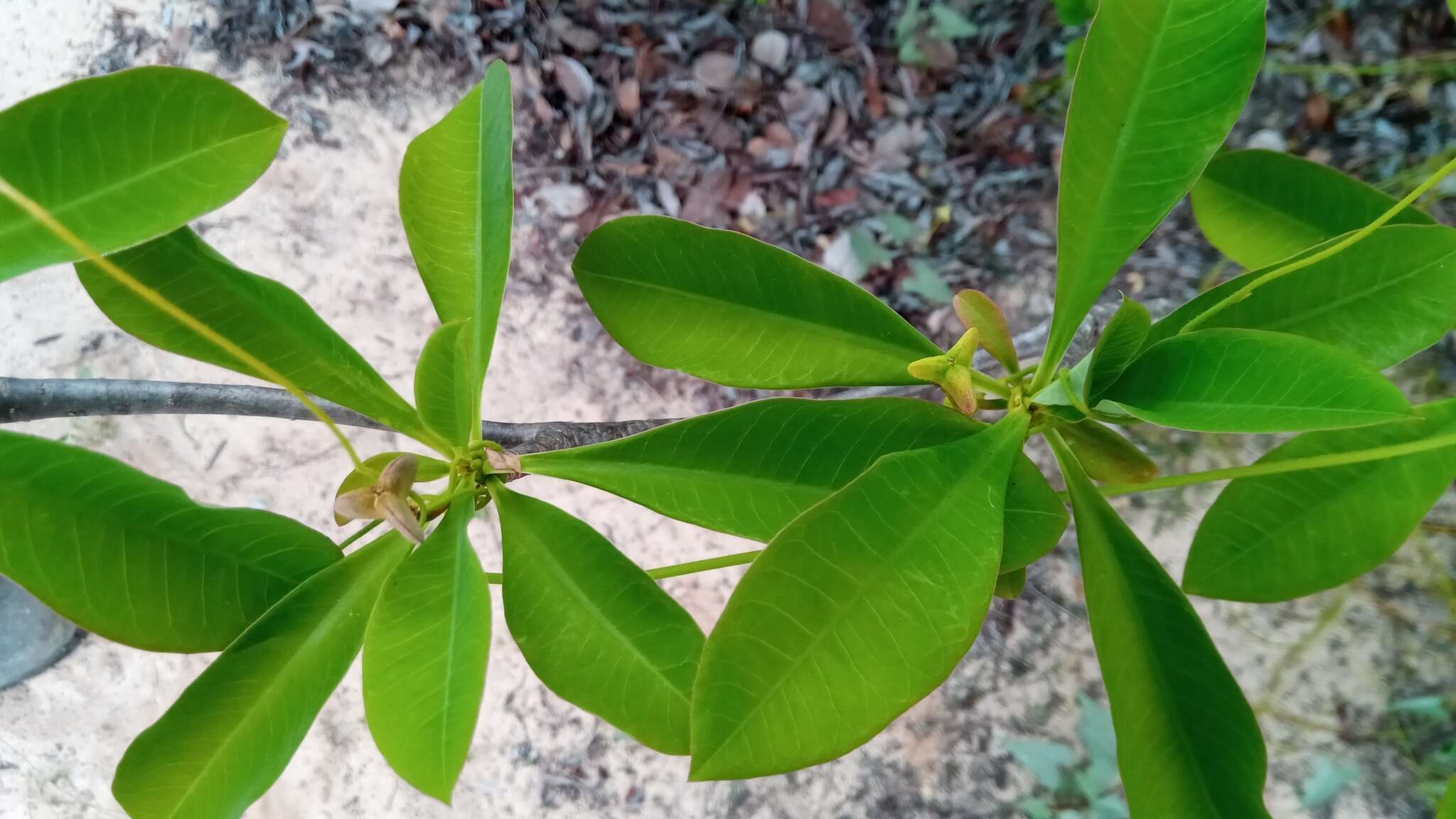 Image of Euphorbia aprica Baill.